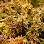 multicolored foliage of the Kaleidoscope Abelia Shrub