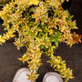 multicolored foliage of the Kaleidoscope Abelia Shrub