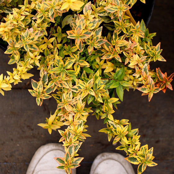 multicolored foliage of the Kaleidoscope Abelia Shrub