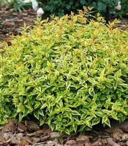 Abelia Kaleidoscope