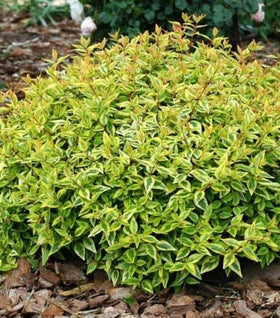 Abelia Kaleidoscope