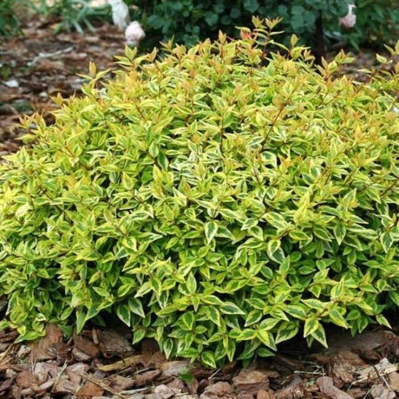 The tri-colored leaves of Kaleidoscope Abelia