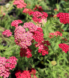 Achillea Paprika