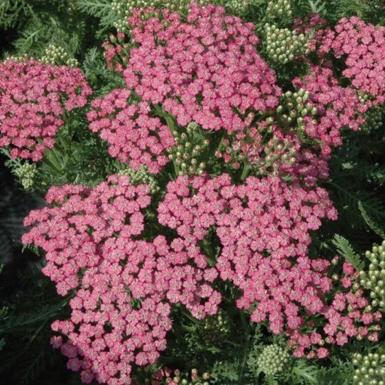 Pretty pink blooms from a Pink Grapefruit Achillea