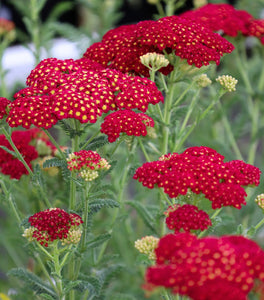 Achillea Strawberry Seduction