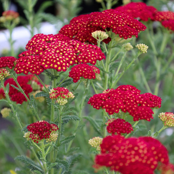 Rich Red Flowers of Strawberry Seduction Achillea