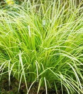 Acorus Ogon