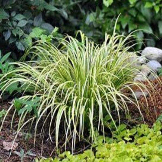 Acorus Ogon Plants