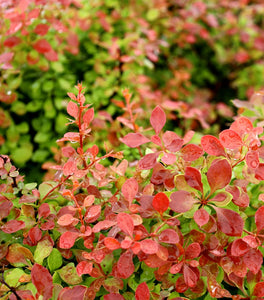 Admiration Barberry