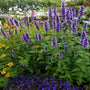 Agastache Black Adder in the wild garden