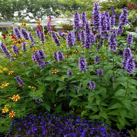 Agastache Black Adder in the wild garden