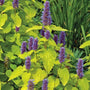 The blue flowers of agastache Golden Jubilee