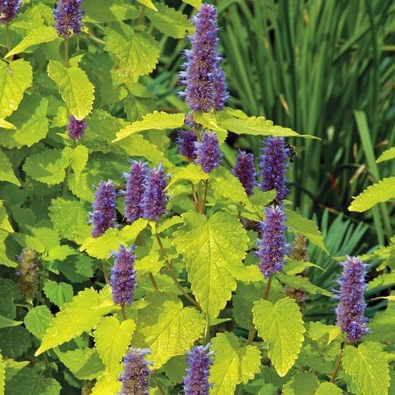 The blue flowers of agastache Golden Jubilee