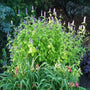 Golden Jubilee Hyssop in the mixed border