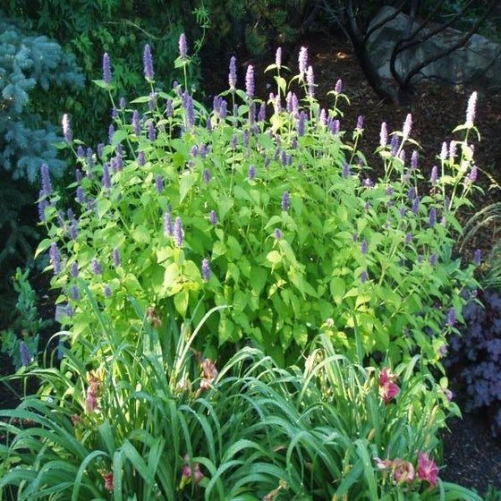 Golden Jubilee Hyssop in the mixed border