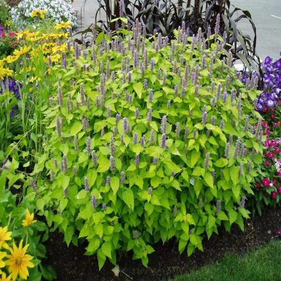 Golden Jubilee Agastache in the landscape