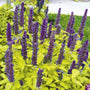 Agastache Golden Jubilee Flower spike