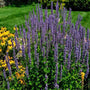 Purple Haze Agastache in the garden