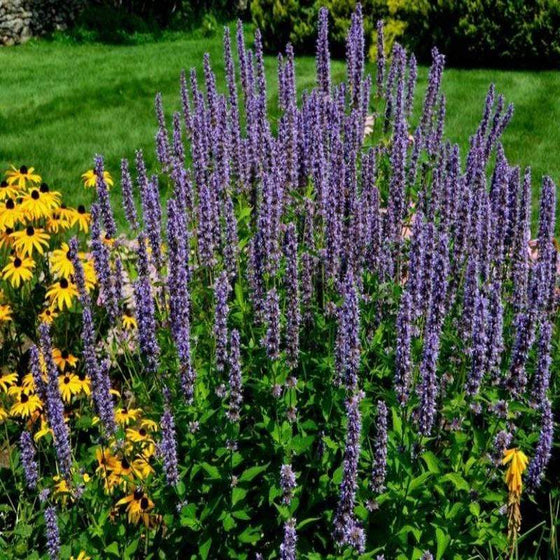 Purple Haze Agastache in the garden