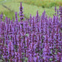 Close up view of the flowers of Purple Haze Hyssop