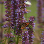 Butterfly enjoying the blue flowers of Agastache Purple Haze