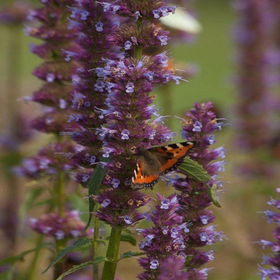 Butterfly enjoying the blue flowers of Agastache Purple Haze