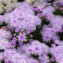 purple flower cluster of Ageratum Bumble Bee close up
