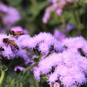 Ageratum Bumble Bee plant with bees pollinating on purple flowers