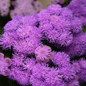 Ageratum Bumble Blue Plant