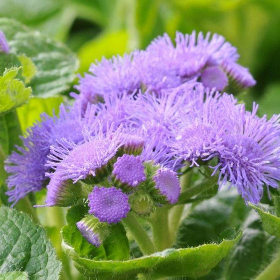 Ageratum Bumble Blue small purple flower with green foliage