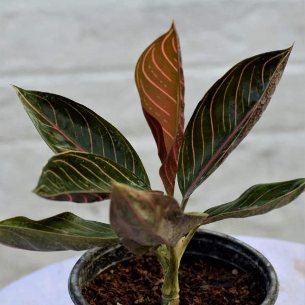 aglaonema black beauty Aglaonema Chocolate Plants for Sale