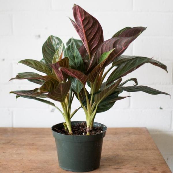aglaonema brown Aglaonema Chocolate