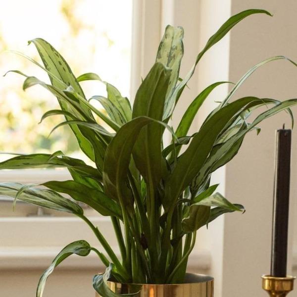 aglaonema cutlass white stem Aglaonema Cutlass Plants for Sale