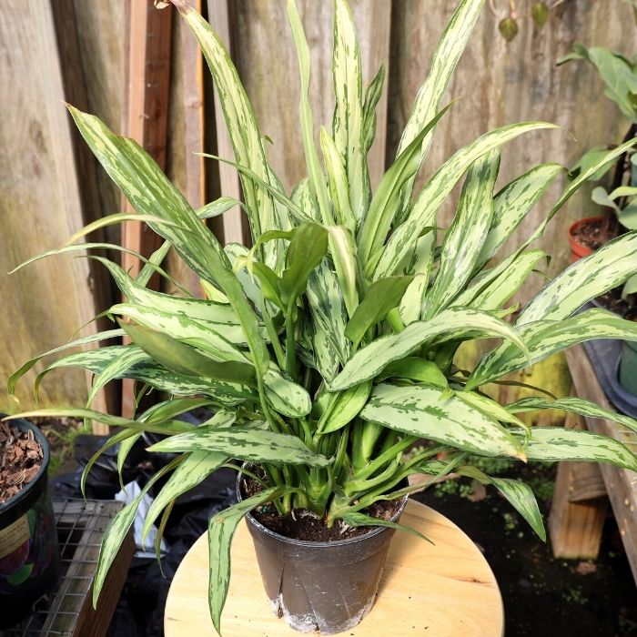 aglaonema cutlass varieties Aglaonema Cutlass