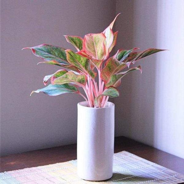 aglaonema fireworks Aglaonema Firecracker Plants for Sale