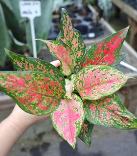 Aglaonema Katrina Chinese Evergreen