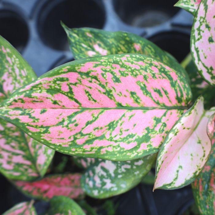 3. aglaonema katrina Aglaonema Katrina Chinese Evergreen