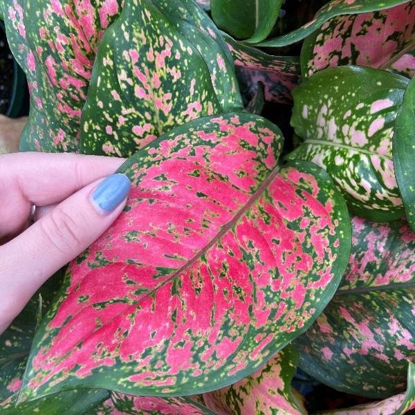 lady valentine - aglaonema Aglaonema Lady Valentine Plants for Sale