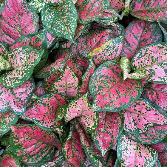 young aglaonema leaves with lighter pinks red and greens