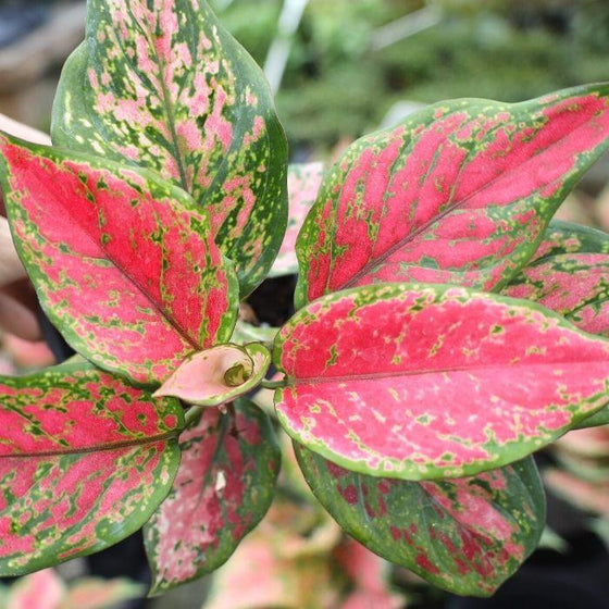 red aglaonema plant with red pink and dark green leaves indoor plant