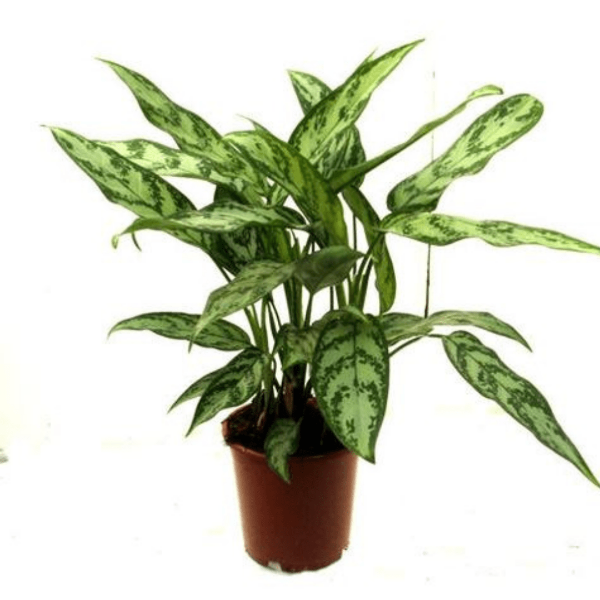 aglaonema maria verzorging Aglaonema Maria