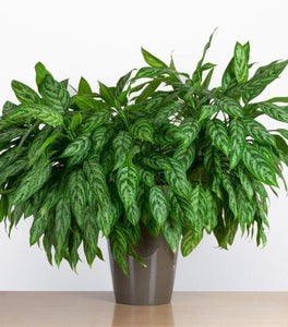Aglaonema Maria