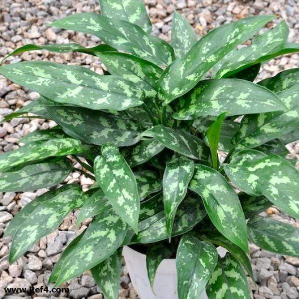 plant pot nebl Nebl flowerpot big grey – Gejst Design main image 1