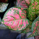 Red Valentine Aglaonema produces Bright Red leaves