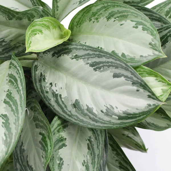 aglaonema silver bay chinese evergreen Aglaonema Silver Bay - Live Plant in a 10 Inch Pot - Chinese Evergreen