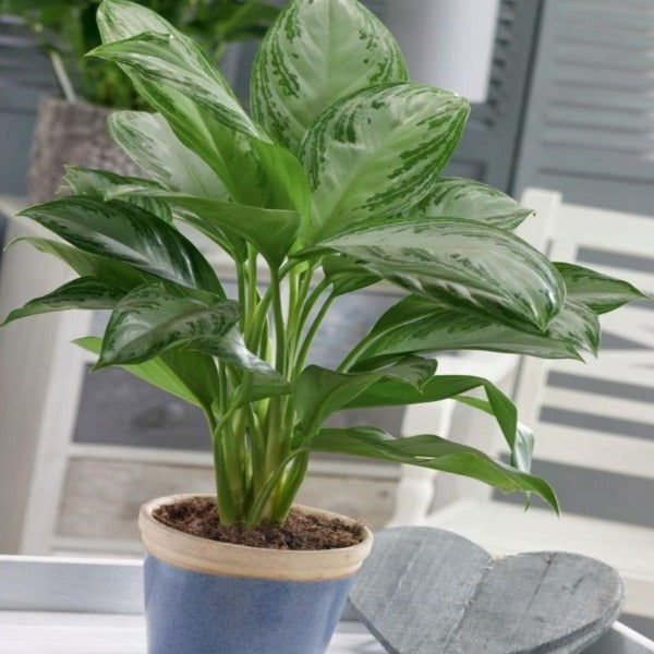 aglaonema brilliant beauty Aglaonema Brilliant / Madonna