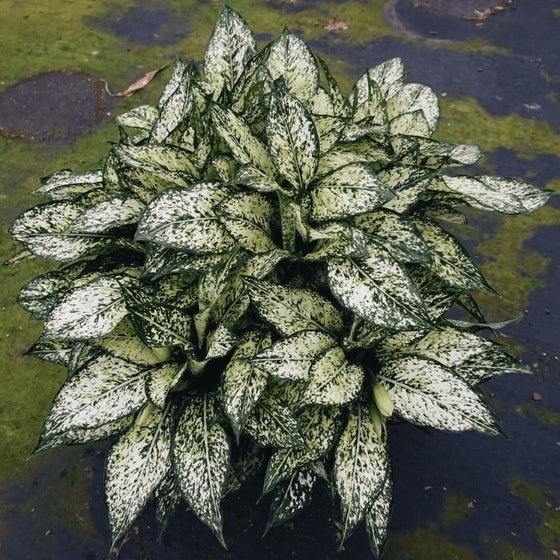 Beautiful White Speckled leaves of Aglaonema Spring Snow