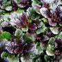Closer look on the color change of Carpet Bugle from green to violet