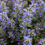 choco chip ajuga blooms