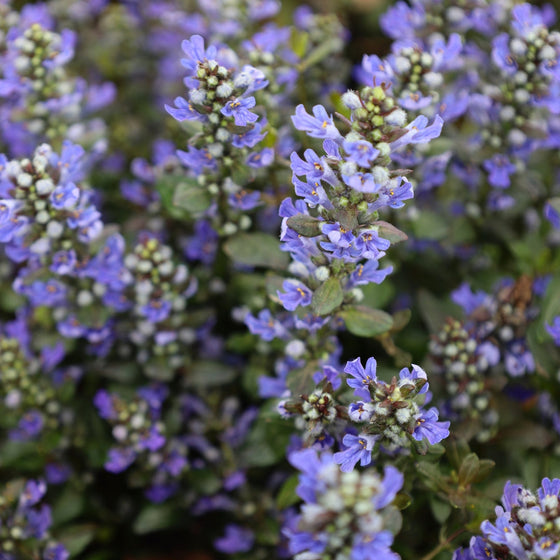 choco chip ajuga blooms